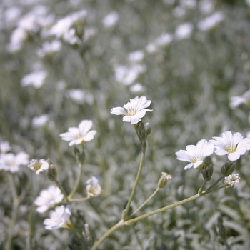 Snow in Summer