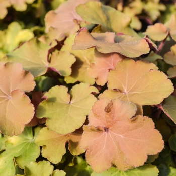 Coral Bells