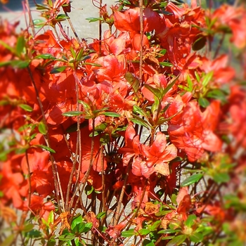 'Stewartstonian' Azalea