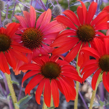 Coneflower