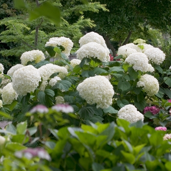 Incrediball® Smooth Hydrangea