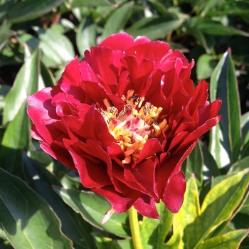 Garden Peony