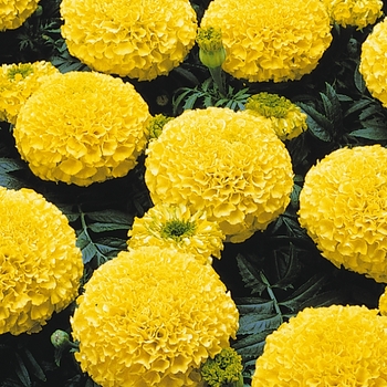 Marigold