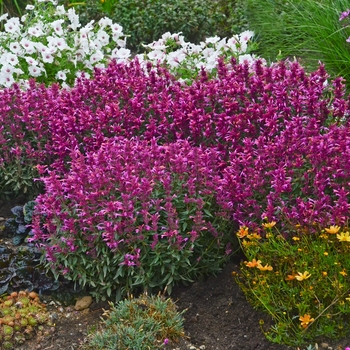 Anise Hyssop