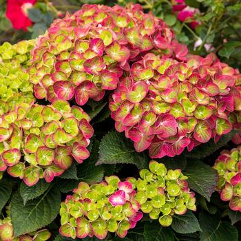 Hydrangea Tilt-A-Swirl™