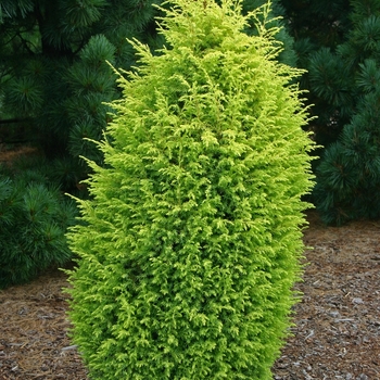 Gold Cone Juniper