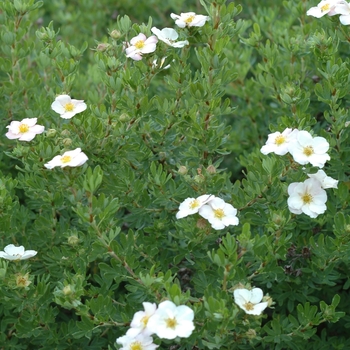 Potentilla