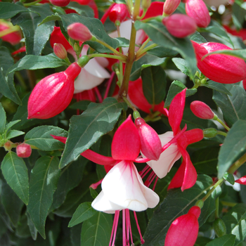 Fuchsia, Upright