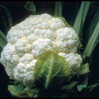 Cauliflower