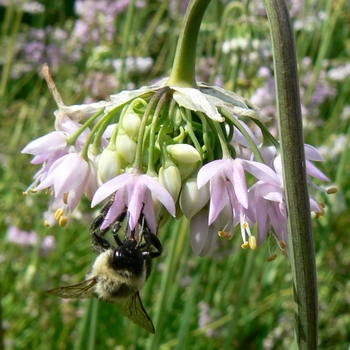 Nodding Onion