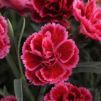 Border Carnation