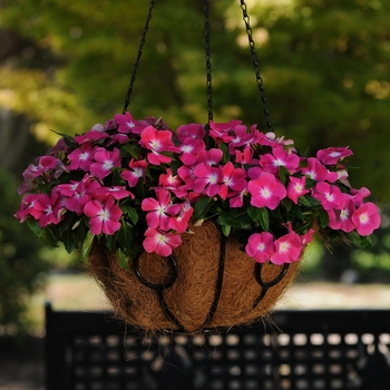 Annual Vinca; Periwinkle