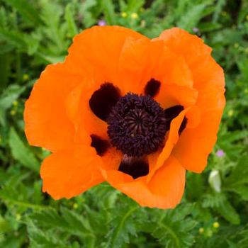 Oriental Poppy