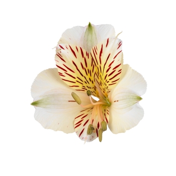 Alstroemeria