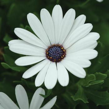 Osteospermum