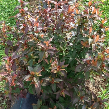 Bush Honeysuckle