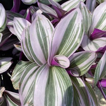 Tradescantia