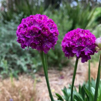 Sea Thrift