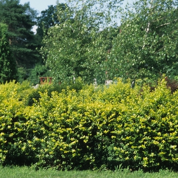 Golden Vicary Privet