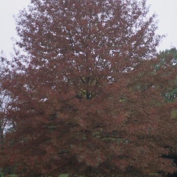 Scarlet Oak