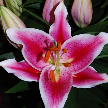 Oriental Hybrid Lily