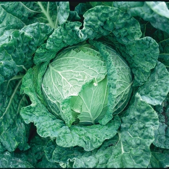 Cabbage