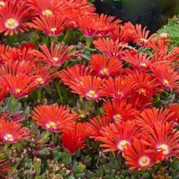 Ice Plant