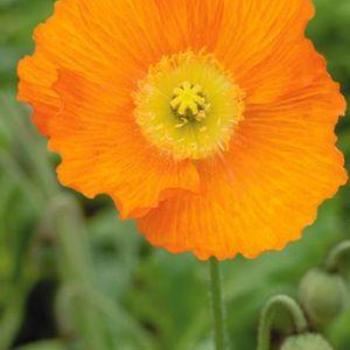 Oriental Poppy 