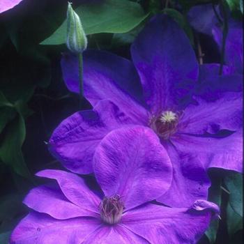 Clematis