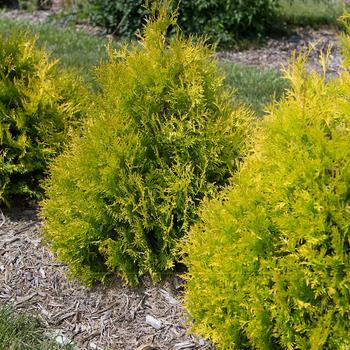 'Lemon Burst™' Arborvitae