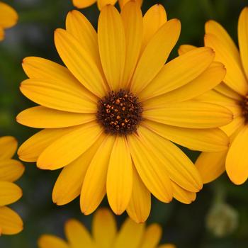 Osteospermum 