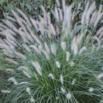 Fountain Grass