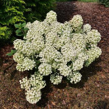 Tiny Quick Fire® Panicle Hydrangea