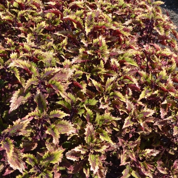 Coleus