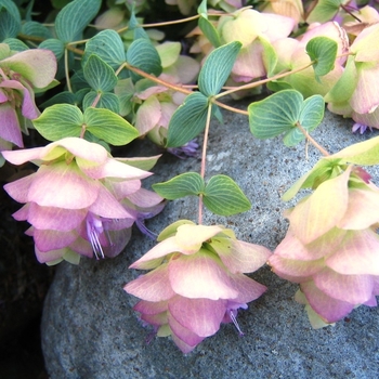 Ornamental Oregano