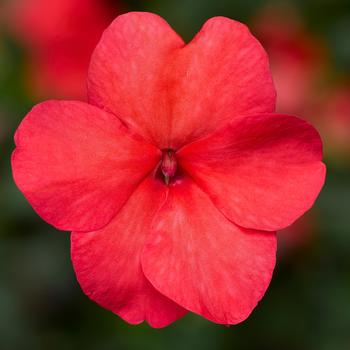 Impatiens