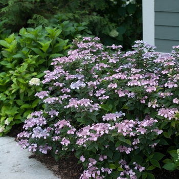 'Tiny Tuff Stuff™' Mountain Hydrangea 'Tiny Tuff Stuff™' Mountain Hydrangea