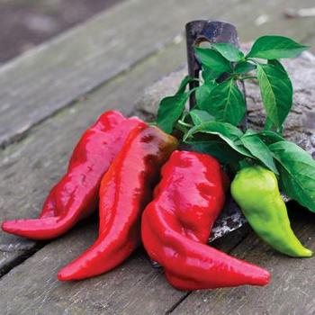 Pepper, Hot Pepper, Hot