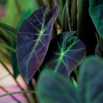 Colocasia  Colocasia