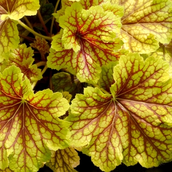 Coral Bells Coral Bells