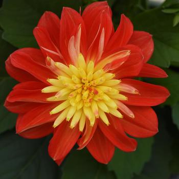 Dalaya® Fireball Dalaya® Fireball