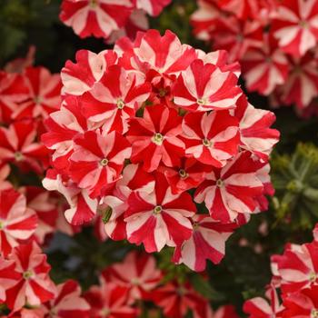 Firehouse™ 'Peppermint' Firehouse™ 'Peppermint'