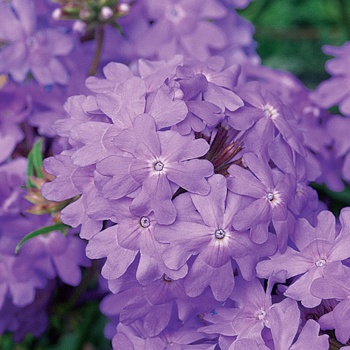 Superbena® Large Lilac Blue