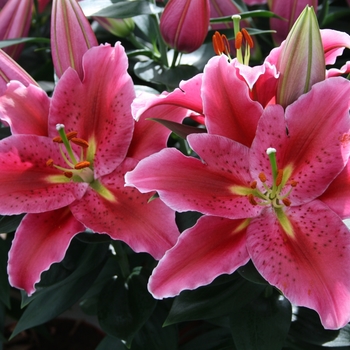 Oriental Lily