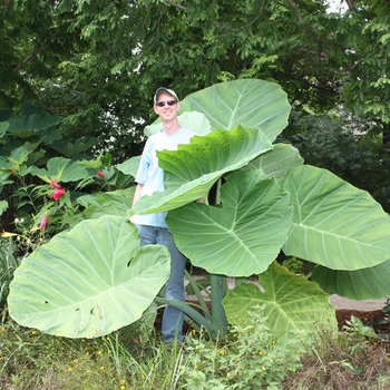 Colocasia 