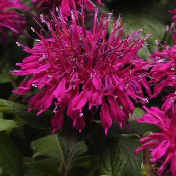 Bee Balm