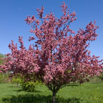 'Perfect Purple' Crabapple