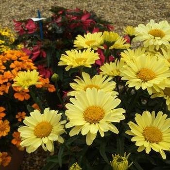 Shasta Daisy