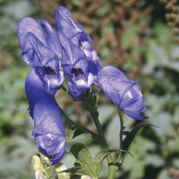 Monkshood