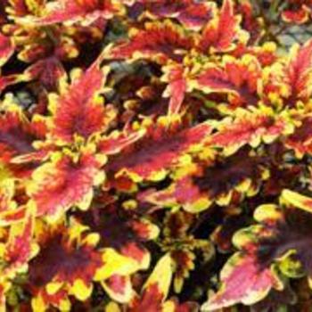 Stained Glassworks&reg; Golden Gate